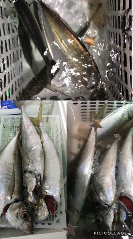 渡船屋たにぐち 釣果