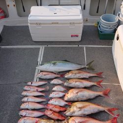 ARCADIAⅡ (アルカディアⅡ) 釣果