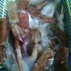 LUSTER『ラスター』 釣果