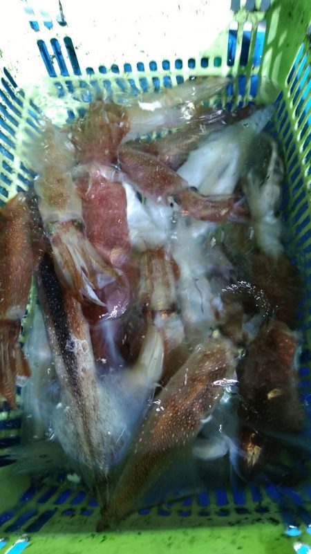 LUSTER『ラスター』 釣果