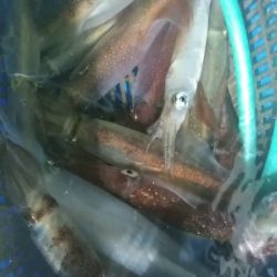 LUSTER『ラスター』 釣果