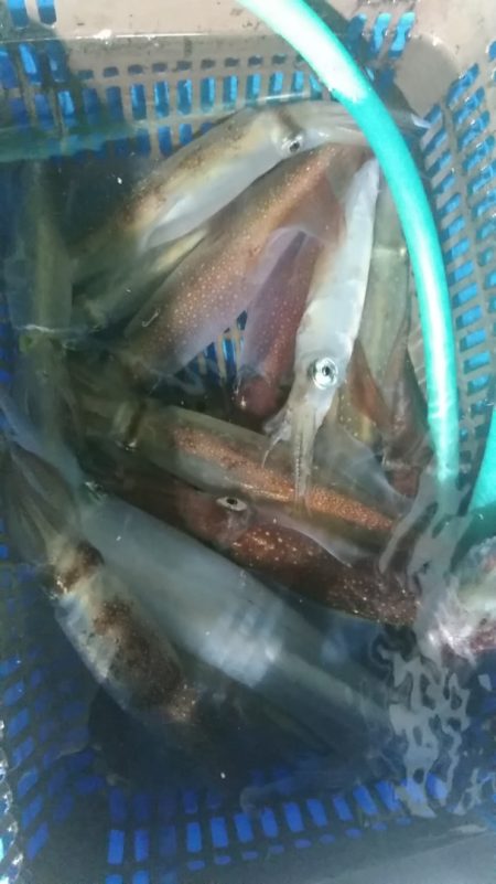 LUSTER『ラスター』 釣果