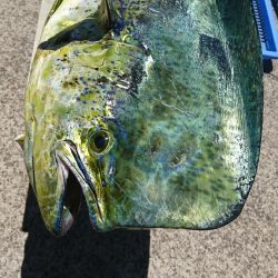 第三共栄丸 釣果