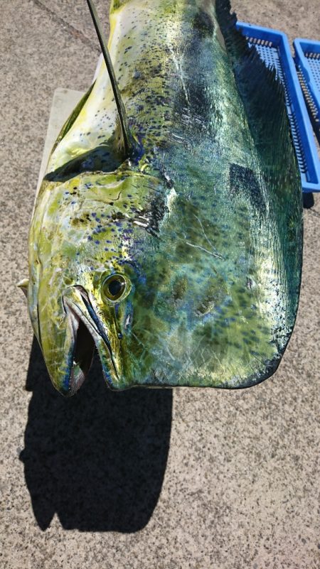 第三共栄丸 釣果