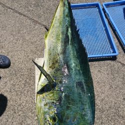 第三共栄丸 釣果