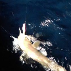 LUSTER『ラスター』 釣果