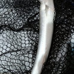 LUSTER『ラスター』 釣果