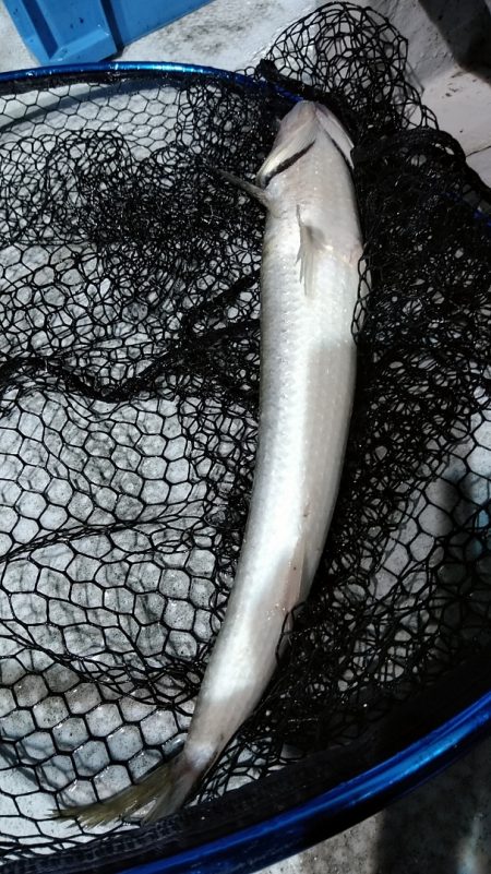 LUSTER『ラスター』 釣果