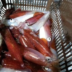 LUSTER『ラスター』 釣果