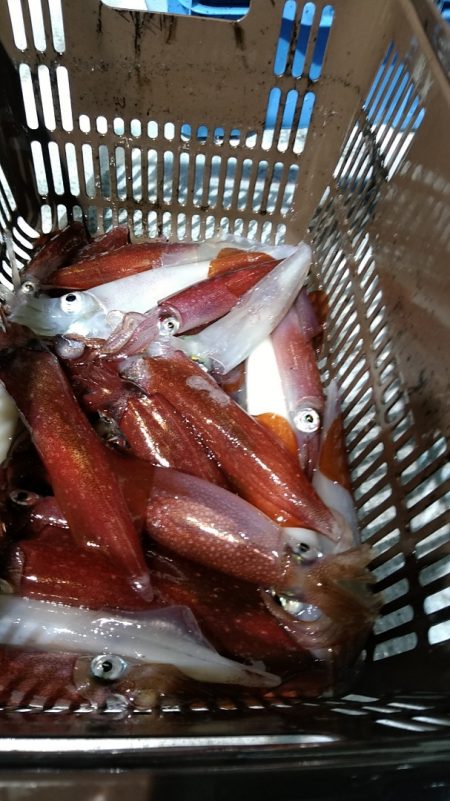 LUSTER『ラスター』 釣果