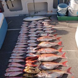 ARCADIAⅡ (アルカディアⅡ) 釣果