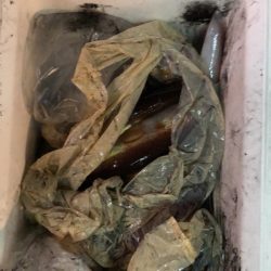 海龍丸（石川） 釣果