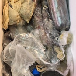 海龍丸（石川） 釣果