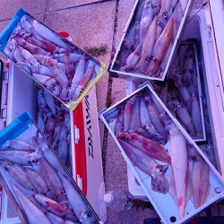 海皇丸 釣果