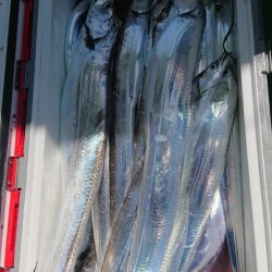 金沢八景鴨下丸 釣果