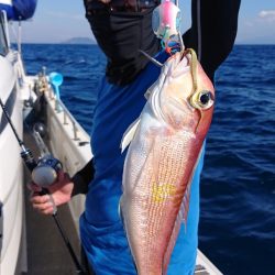 ARCADIAⅡ （アルカディアⅡ） 釣果