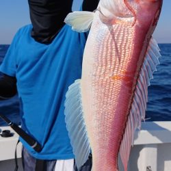 ARCADIAⅡ （アルカディアⅡ） 釣果