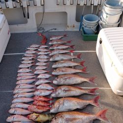 ARCADIAⅡ （アルカディアⅡ） 釣果