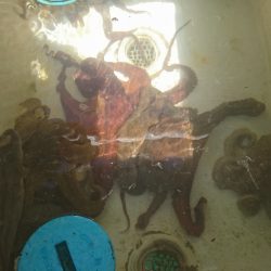 遊漁船 家入 釣果