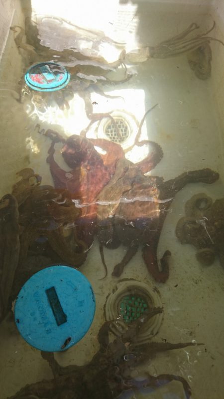 遊漁船 家入 釣果