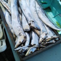 岡田釣船　八英丸 釣果