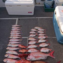 ARCADIAⅡ (アルカディアⅡ) 釣果