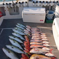 ARCADIAⅡ (アルカディアⅡ) 釣果