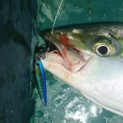 サンマリン 釣果