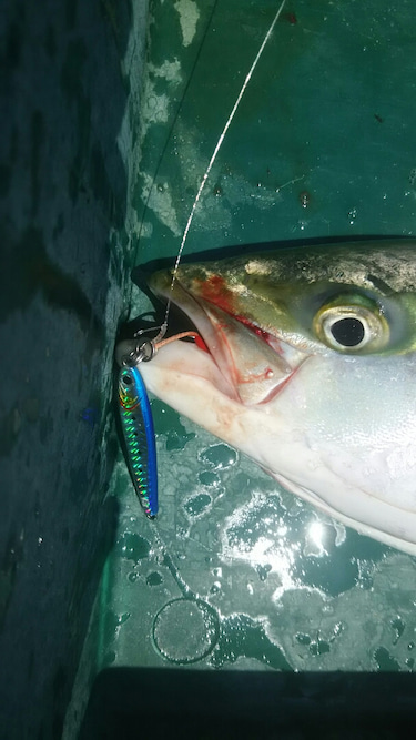 サンマリン 釣果