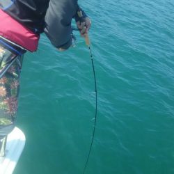 サンマリン 釣果