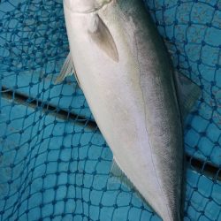 シースナイパー海龍 釣果