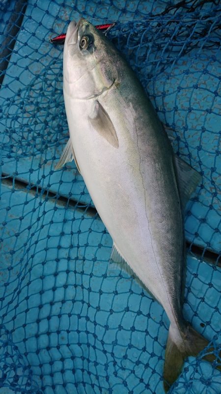 シースナイパー海龍 釣果
