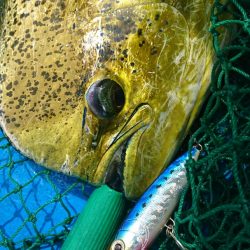 第三共栄丸 釣果