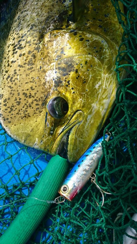 第三共栄丸 釣果