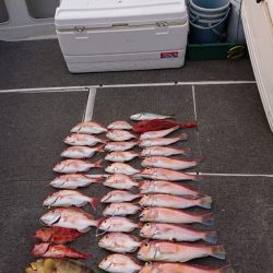 ARCADIAⅡ (アルカディアⅡ) 釣果