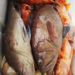 第二龍勢丸 釣果