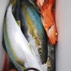 第二龍勢丸 釣果