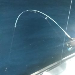 LUSTER『ラスター』 釣果