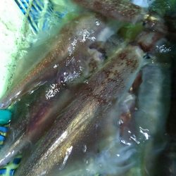 LUSTER『ラスター』 釣果