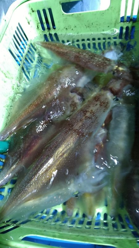 LUSTER『ラスター』 釣果