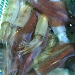 LUSTER『ラスター』 釣果