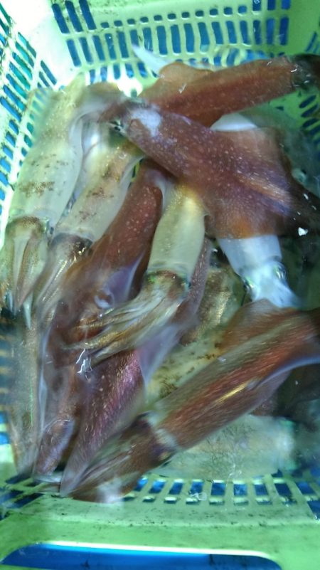 LUSTER『ラスター』 釣果