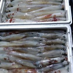 LUSTER『ラスター』 釣果