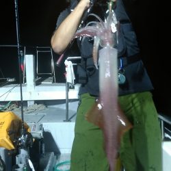 LUSTER『ラスター』 釣果