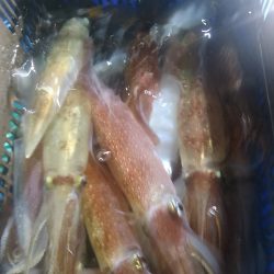 LUSTER『ラスター』 釣果