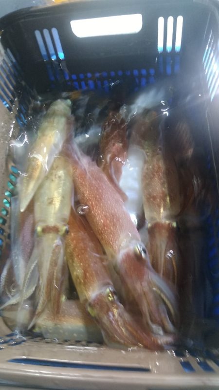 LUSTER『ラスター』 釣果