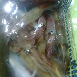 LUSTER『ラスター』 釣果