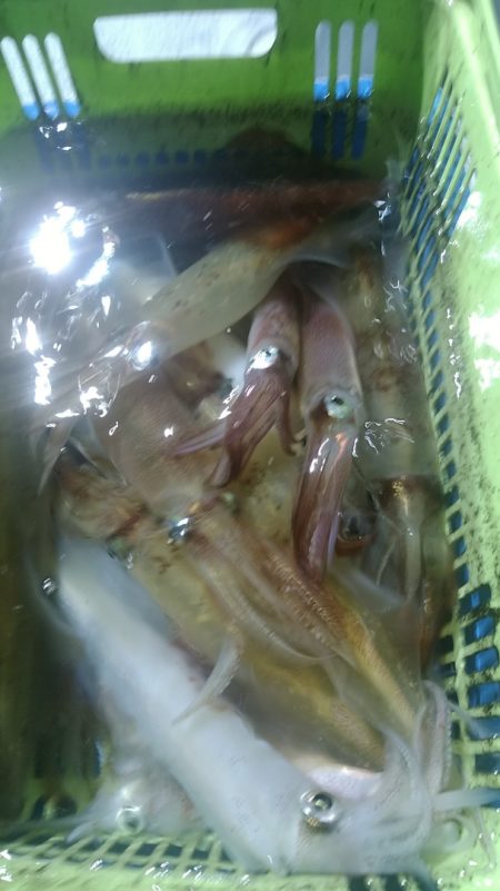 LUSTER『ラスター』 釣果