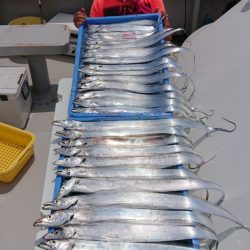 釣人家 釣果