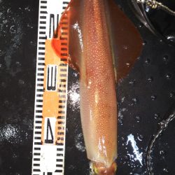 第二龍勢丸 釣果